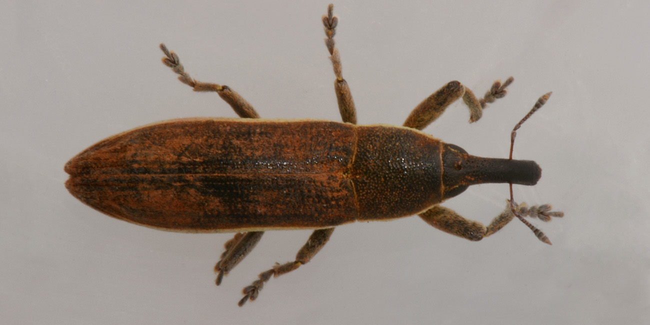 Curculionidae: Lixus juncii, femmina